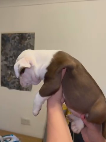 Old English Bulldog