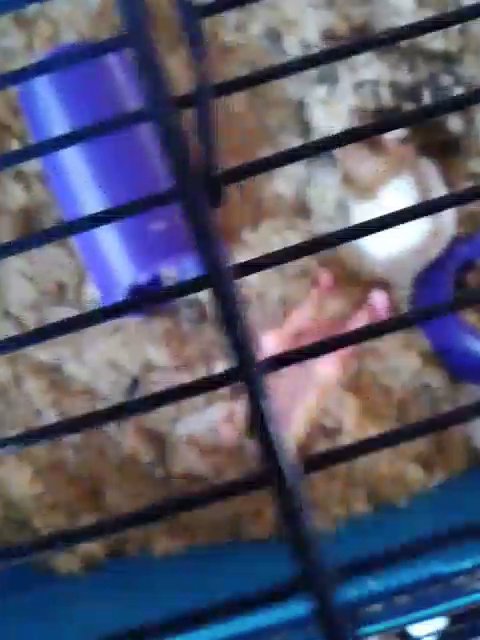 Sirian Hamster s