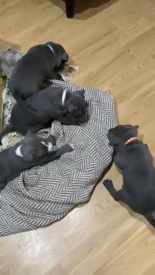 Staffordshire Bull Terrier