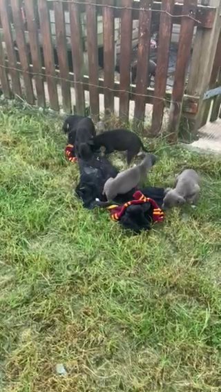 stunning litter of lurcher pups