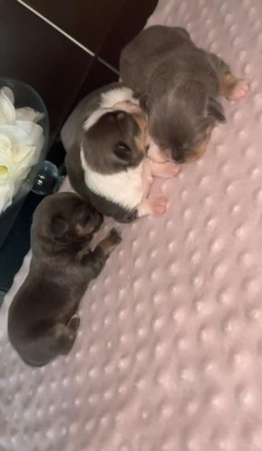 Blue Tri With Tan Points Chihuahua Boys