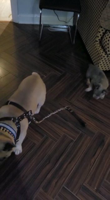French bulldog  Isabella Carrier girl