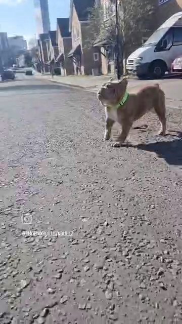 olde english bulldog fury STUD