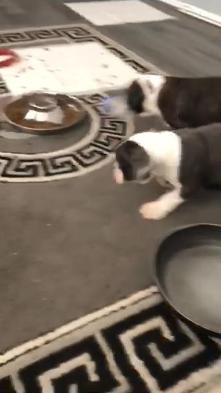 Olde English Bulldog