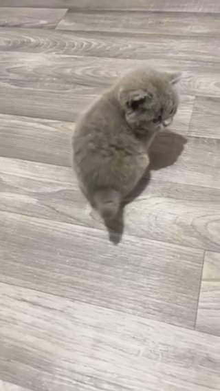 Golden British Shorthair For Stud Duties