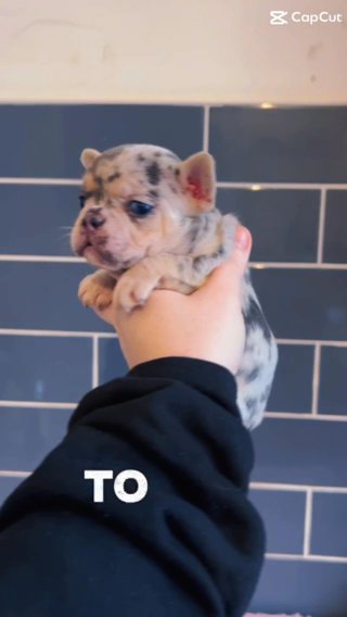 HEALTH TESTED TINY FRENCH BULLDOG PUPPIES