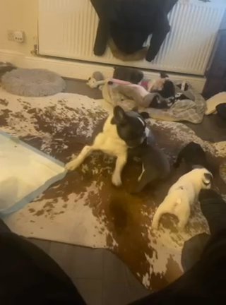 French Bulldogs