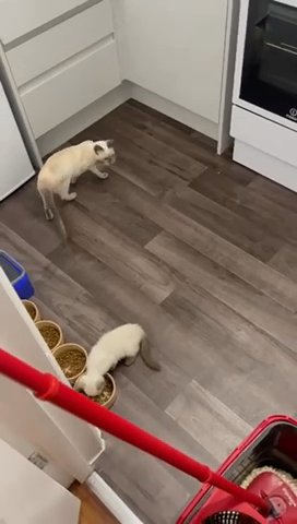 Siamese Kitten