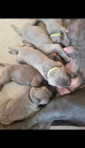Blue Cane Corso for STUD, Champ bloodlines