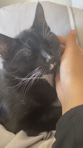 black male cat