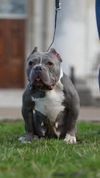 Pocket Bully For Sale