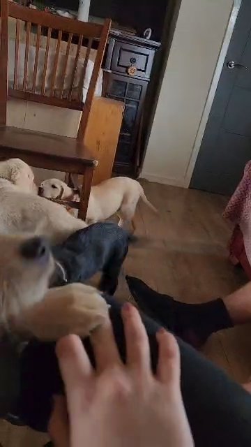 Last boy lovely labrador puppy