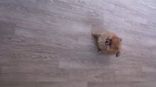 pomeranian puppies for sale
