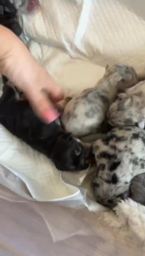 freelance bulldogs /minibulls