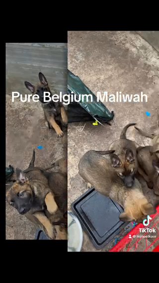 Belgian Malinois