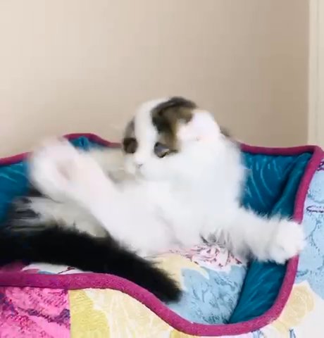 Scottish fold kittld