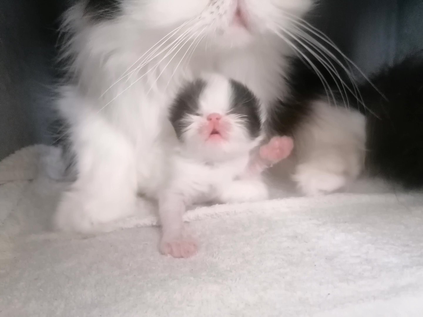 Persian kitten flat face