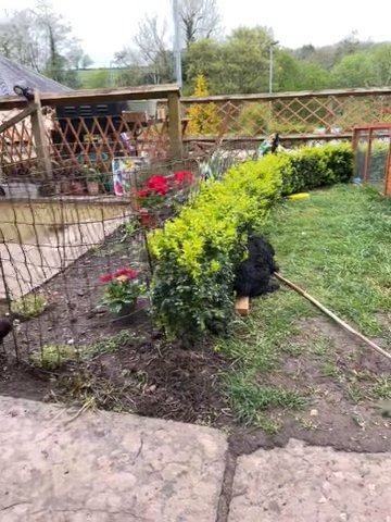 cockapoo- only one girl left