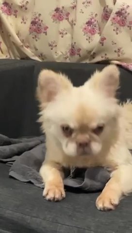 Grey (stud)Fluffly Frenchie