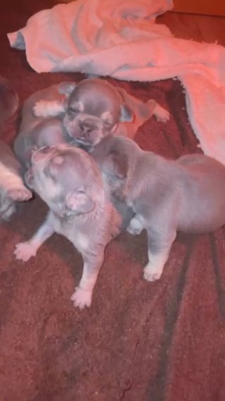 ??Kc Reg French Bull Dog Icey Lilic And Tan ❄️