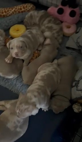 Pocket Bully Pups Last Boy ?