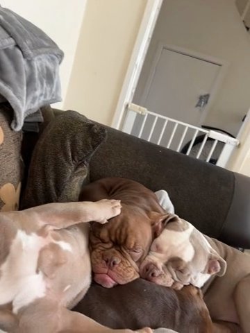 Pocket Bully’s Looking For Forever Homes