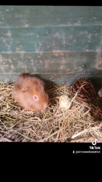 beautiful dark red red eyed ginea pig (female)