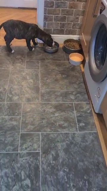 staffy boy