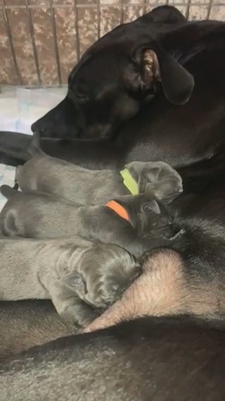 Cane Corso Babies