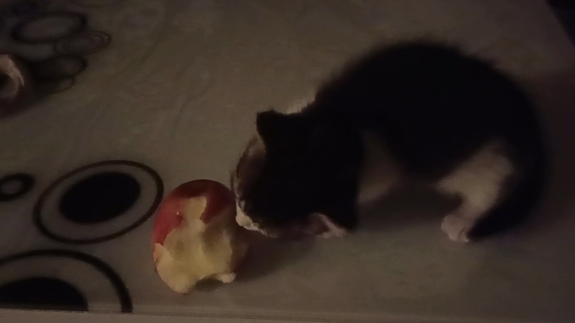 fruit eating kitten