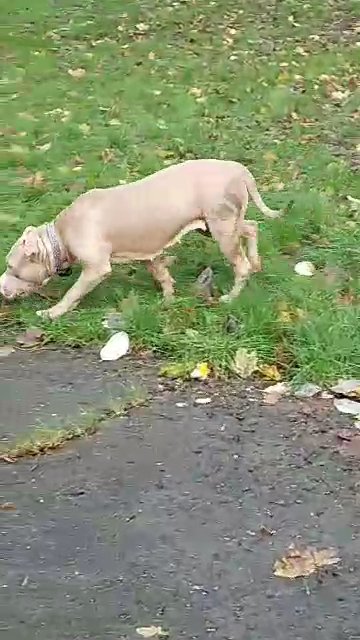 selling loving sky (dog) due to home relocation