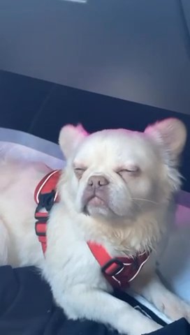 Girl fluffly Frenchie (Rare)
