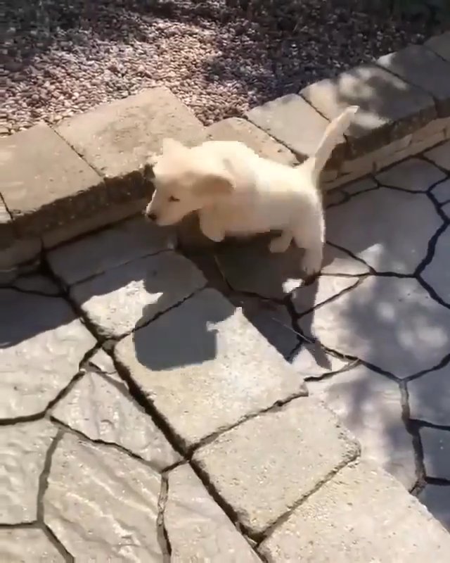 Purebred Golden Retriever Pup