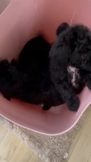 Stunning Cockapoo Puppies F1b