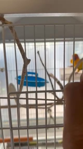 Sold Breeding Pair of Sun Conure with DNA