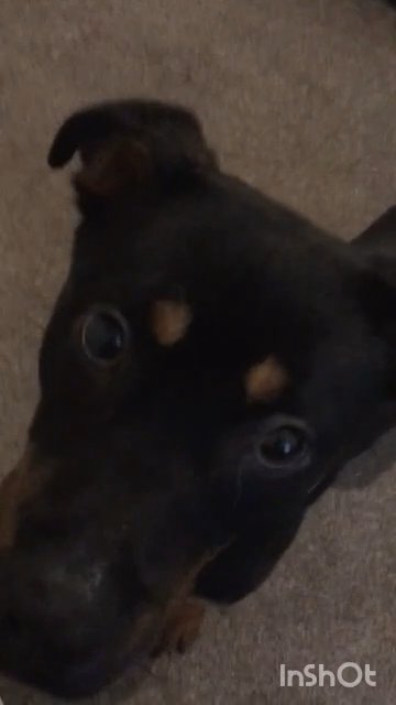 Rottweiler 9 month old