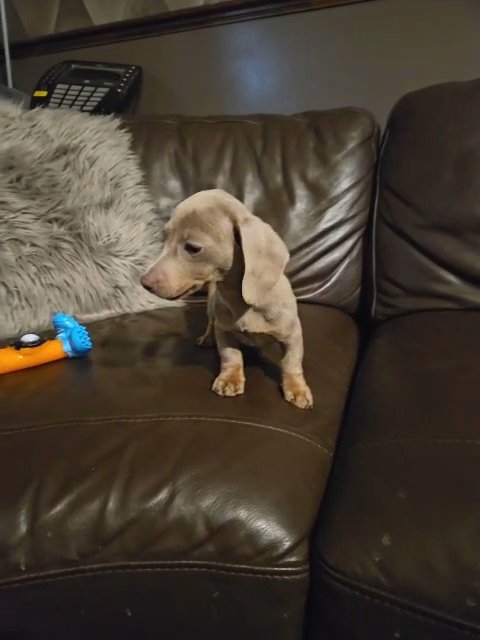 minature dachshund,  isabella tan girl