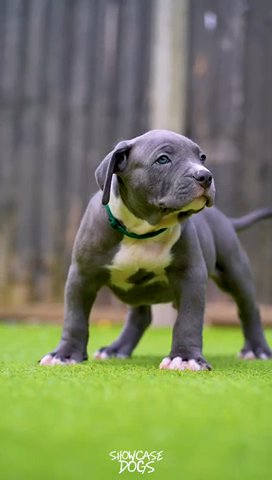 Narla X Diesel
