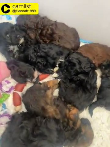 Beautiful Shihpoo Ready To Leave Now 3 Boys 2 Girls Left