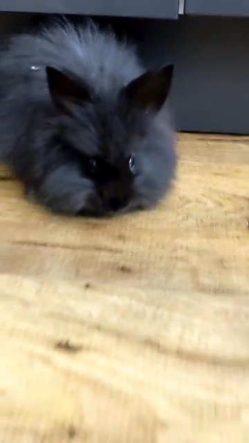 baby angora