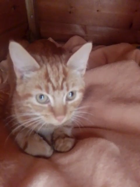 ginger girl