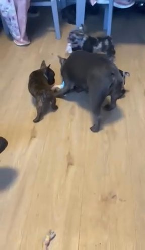 Stunning French Bulldog Pups