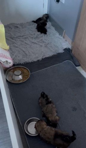 Lhasa Apso
