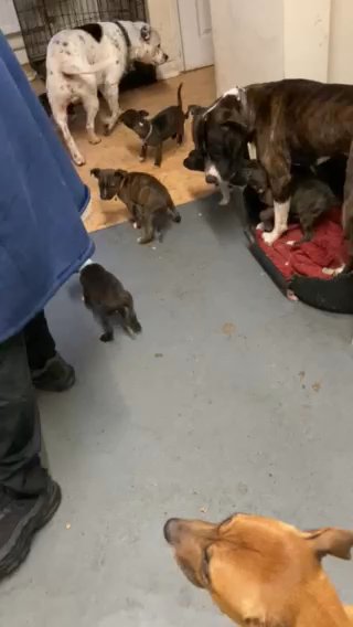 Staffy Pups REDUCED