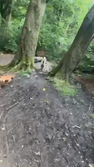 Bully Mix Mastiff -Max