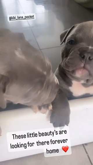 Pocket Bullies