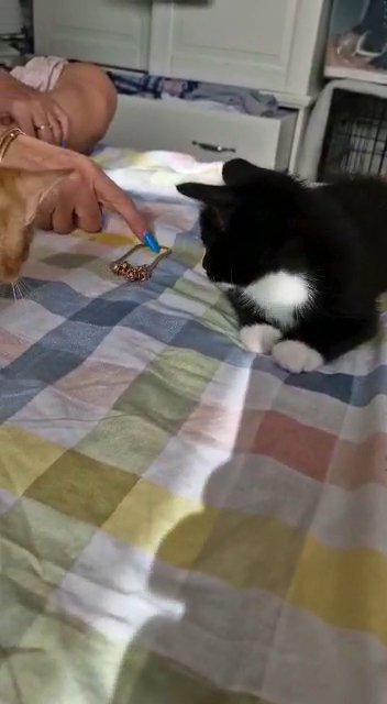 Amazing little boy kittens