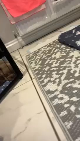 French Bulldogs