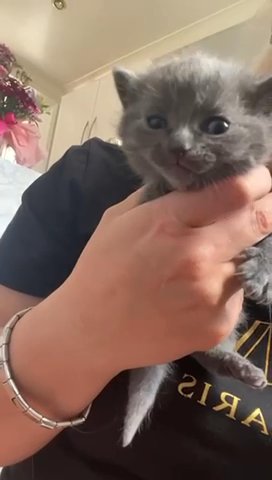 Gorgeous grey girl