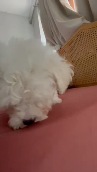 Bichon Friiz The Cutes Litter